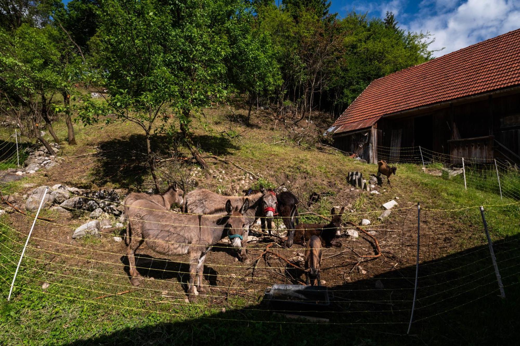Villa Turisticna Kmetija Grabnar à Bled Extérieur photo